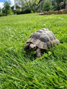 Griechische Landschildkröte