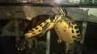 Gelbwangen Schmuckschildkröten